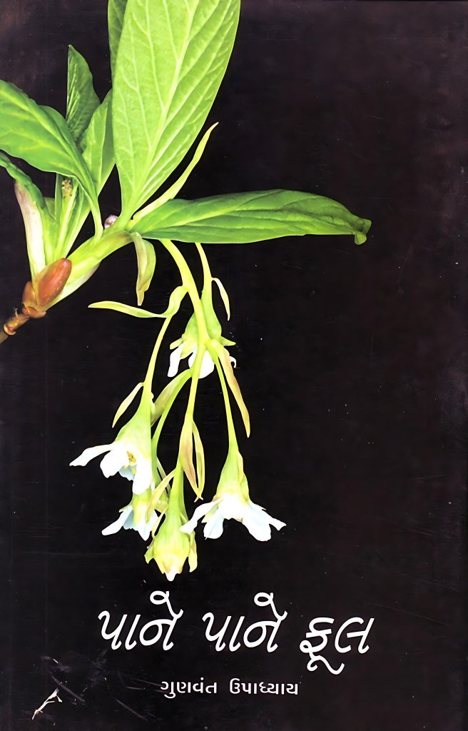 PANE PANE PHOOL